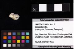 Foto (Objket + Etiketten) von Decapoda indet. 